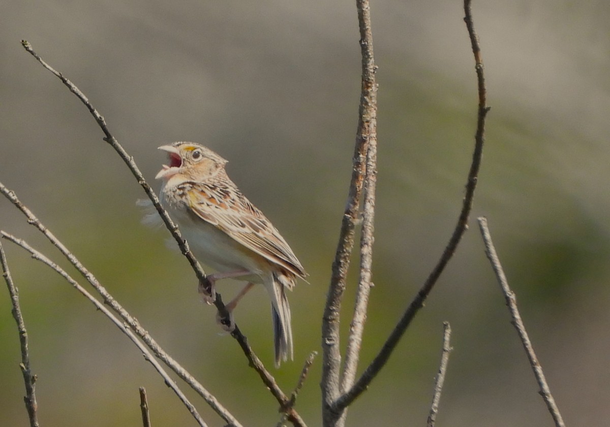 Grasshopper Sparrow - ML619232620