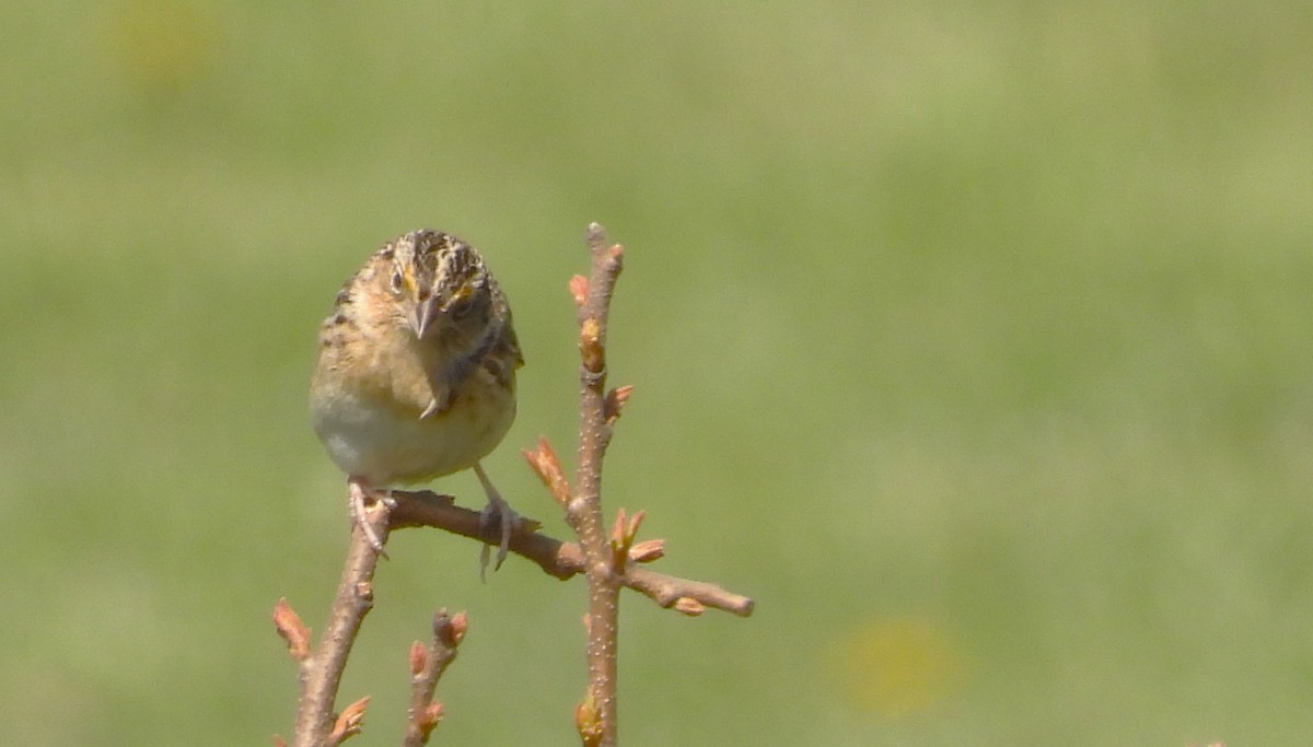Grasshopper Sparrow - ML619232626