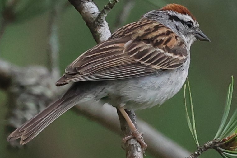 Chipping Sparrow - ML619232666