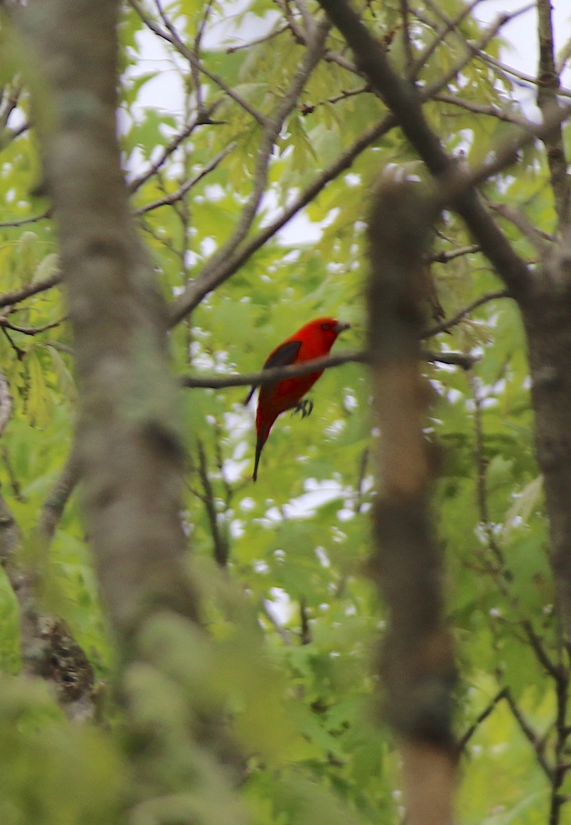 Scarlet Tanager - ML619232693