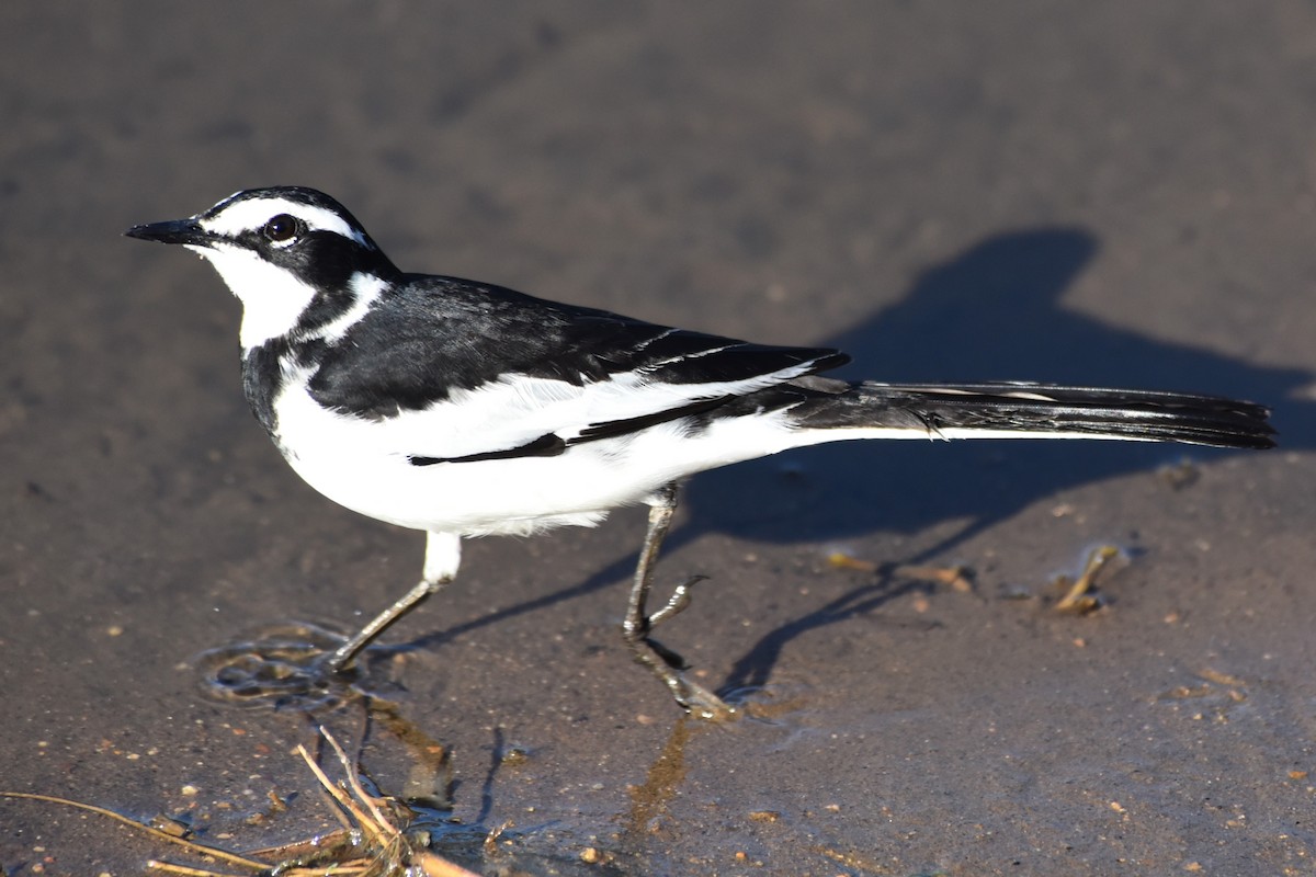 African Pied Wagtail - ML619232760