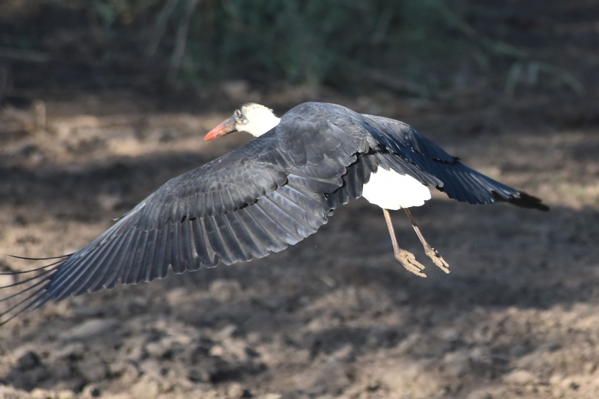 African Woolly-necked Stork - ML619232787