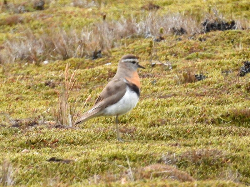 Rufous-chested Dotterel - ML619232789