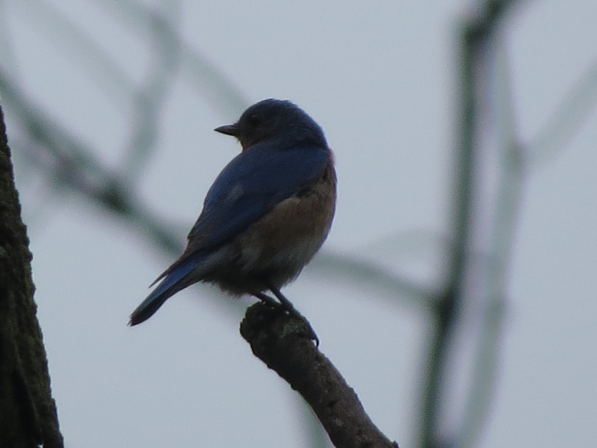 Eastern Bluebird - ML619232791