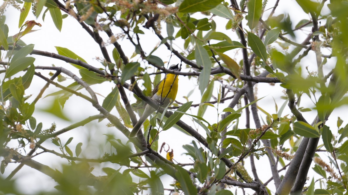 Yellow-breasted Chat - ML619233022