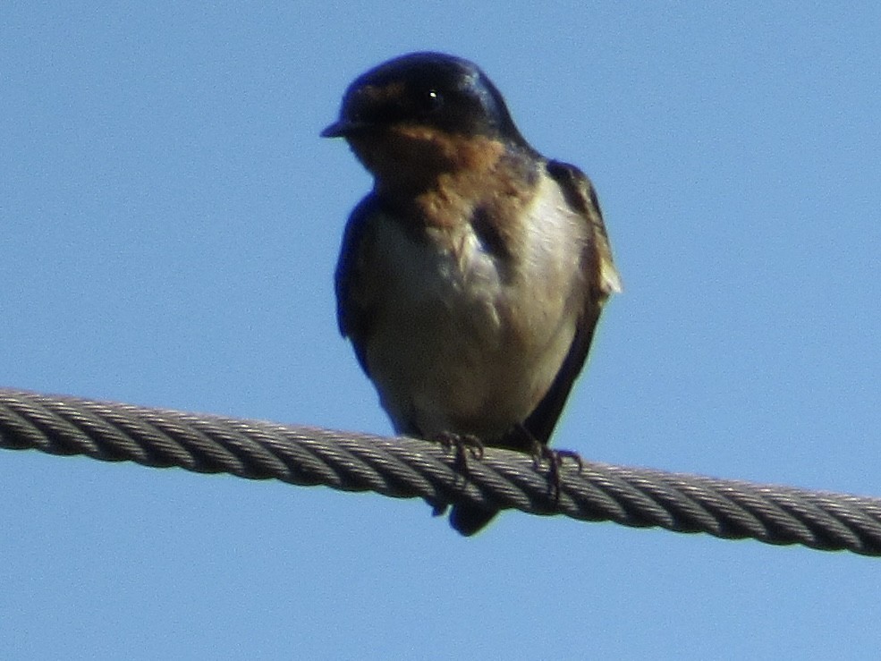 Barn Swallow - ML619233076
