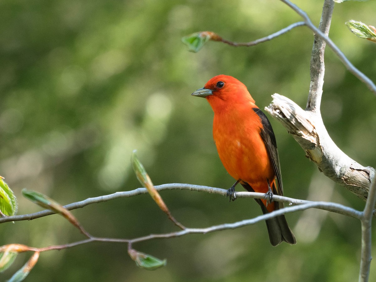 Scarlet Tanager - ML619233223