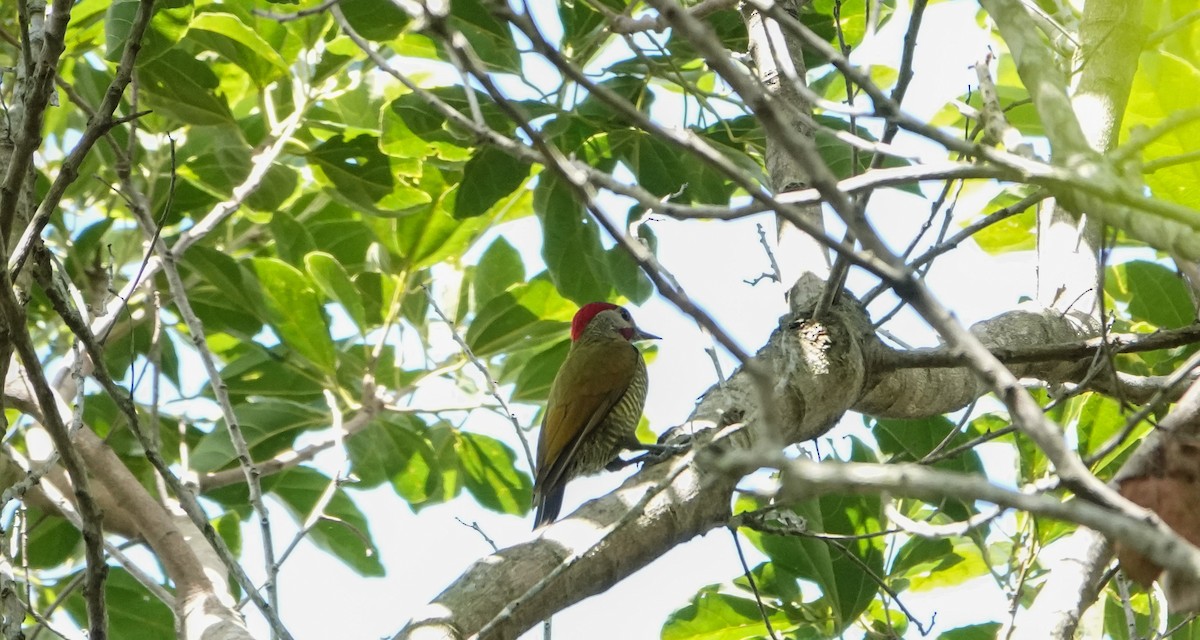 Golden-olive Woodpecker - ML619233240