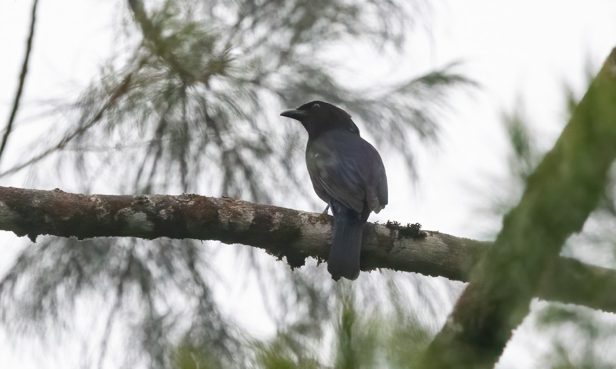 Philippine Fairy-bluebird - ML619233271