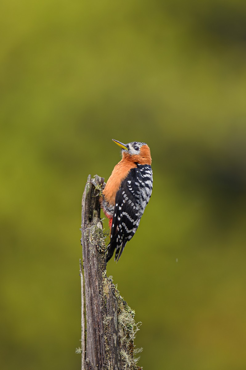 Fulvous-breasted Woodpecker - ML619233278