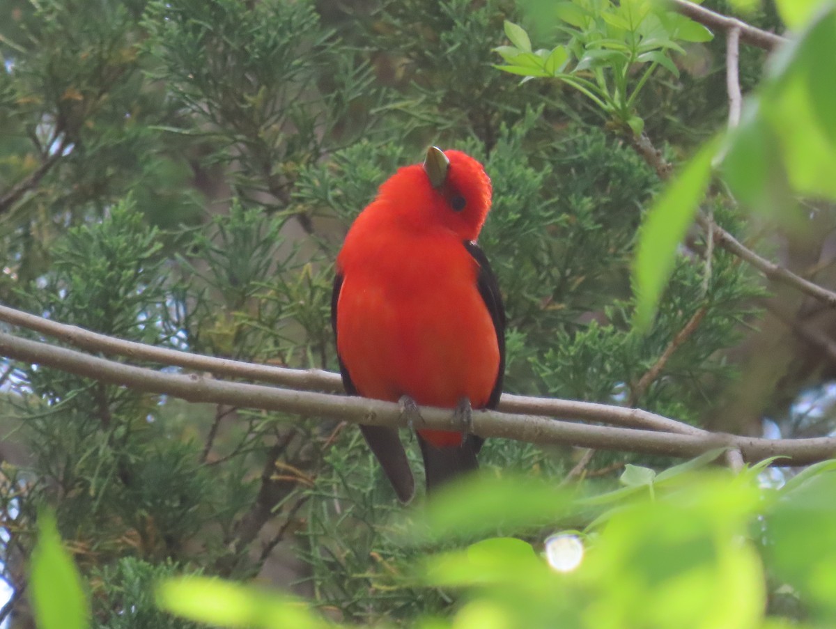 Scarlet Tanager - ML619233310