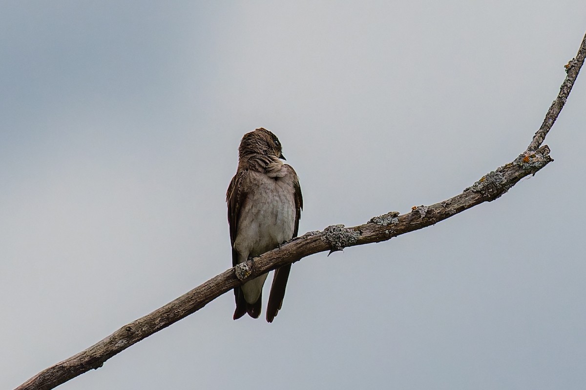 Northern Rough-winged Swallow - ML619233312