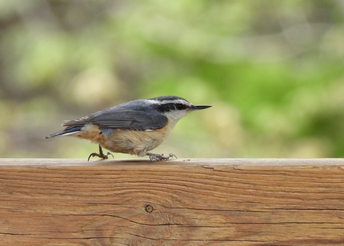 Red-breasted Nuthatch - ML619233320