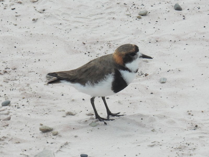 Two-banded Plover - ML619233367
