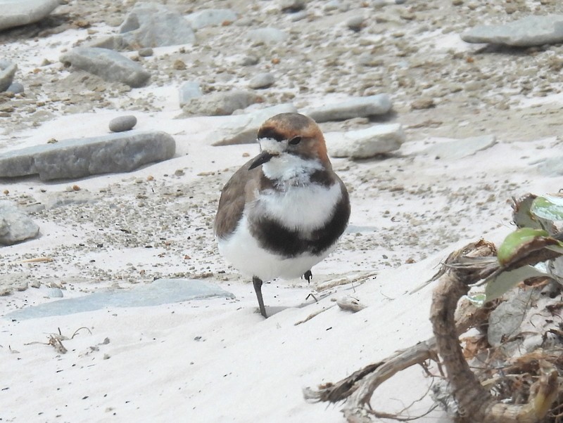Two-banded Plover - ML619233368