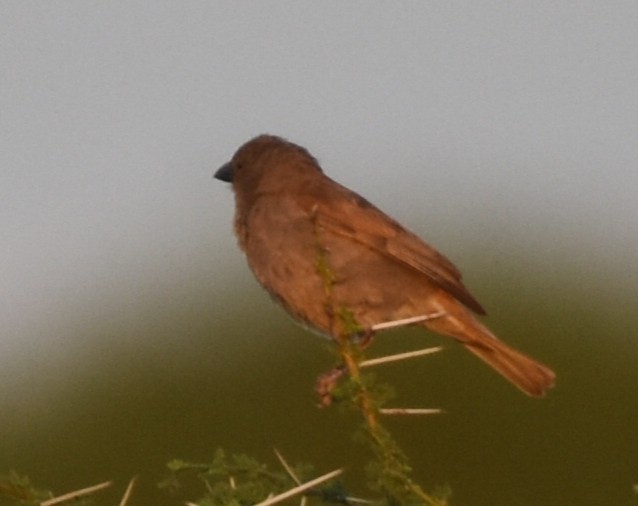 Parrot-billed Sparrow - ML619233374