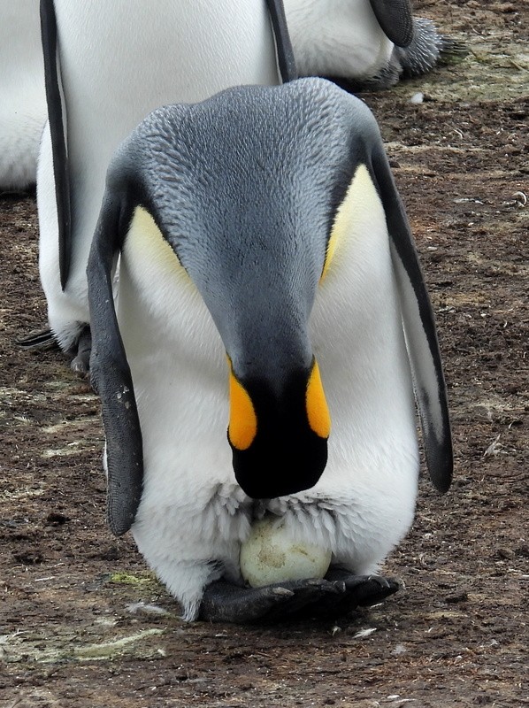 Королевский пингвин - ML619233432