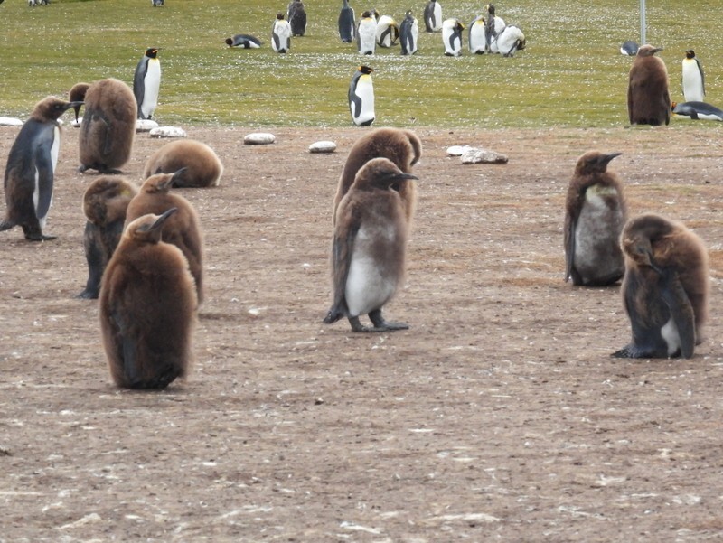tučňák patagonský - ML619233434