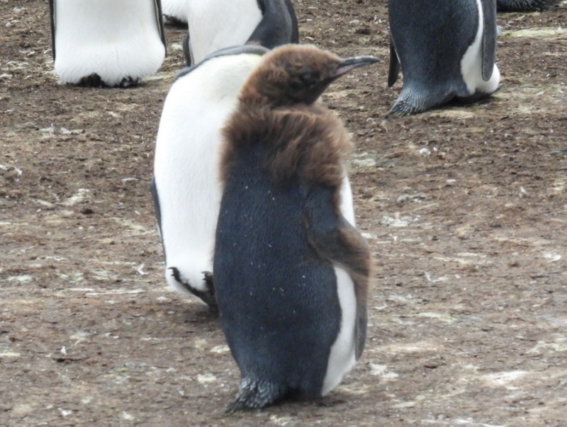 Королевский пингвин - ML619233435