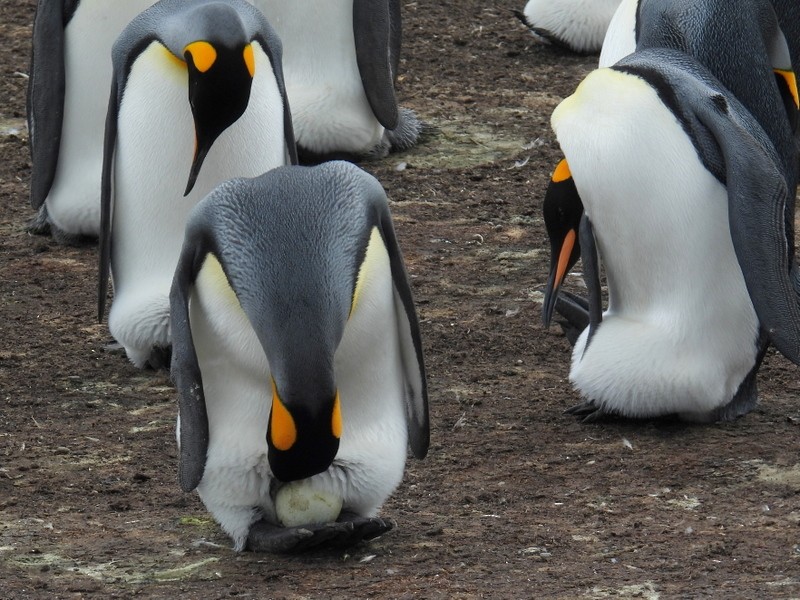 tučňák patagonský - ML619233437