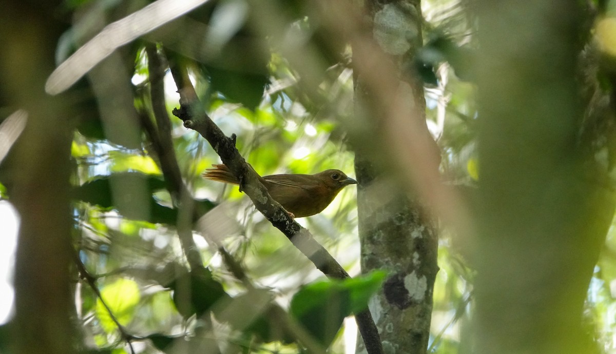 Red-throated Ant-Tanager - ML619233443