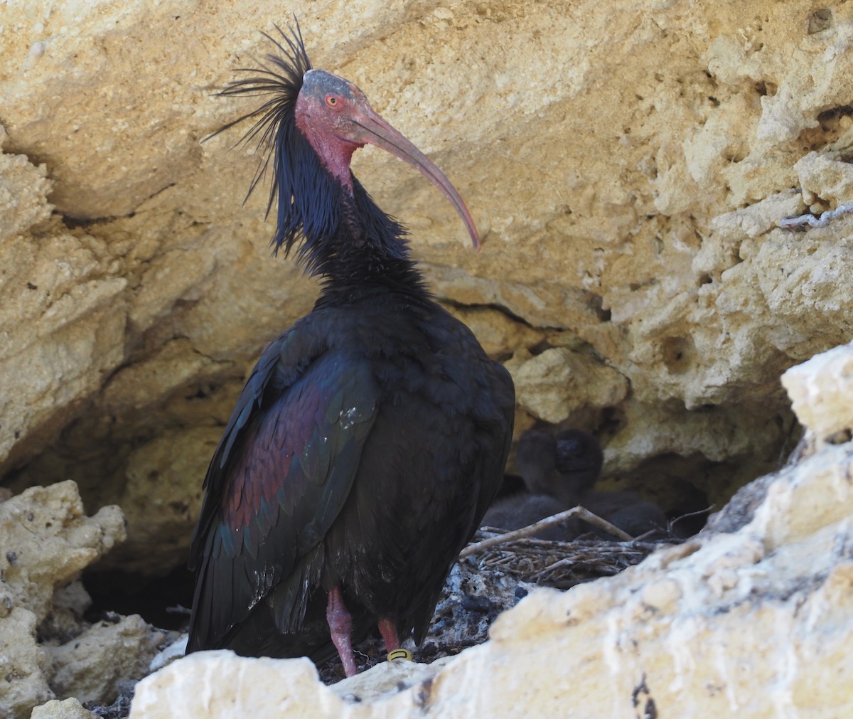 skallet ibis - ML619233458
