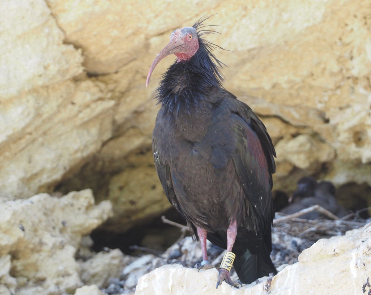 skallet ibis - ML619233497