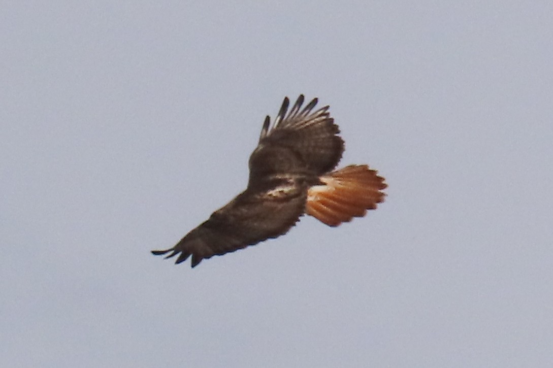 Red-tailed Hawk - ML619233503