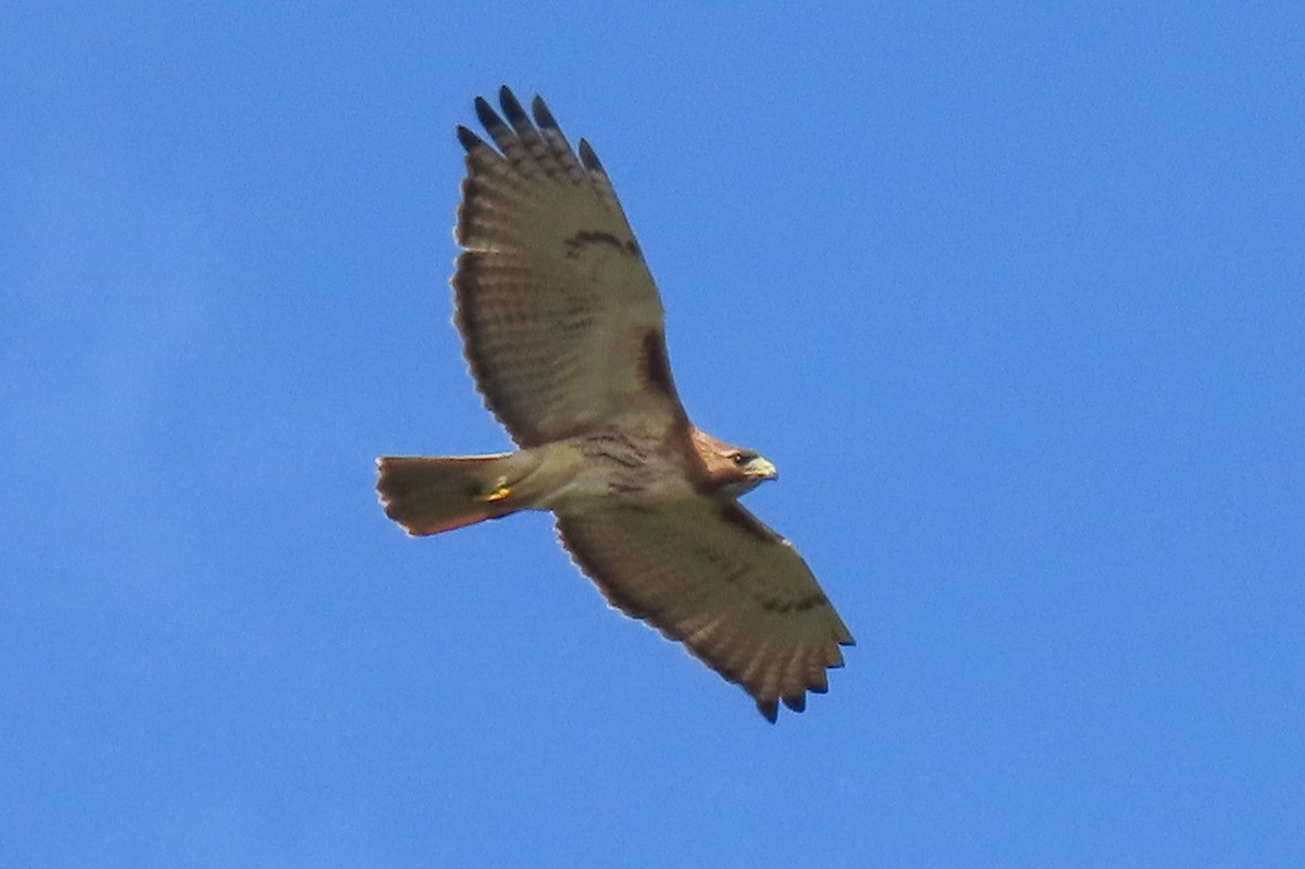 Red-tailed Hawk - ML619233504