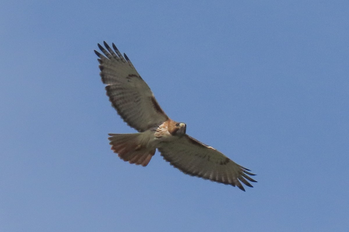 Red-tailed Hawk - ML619233505