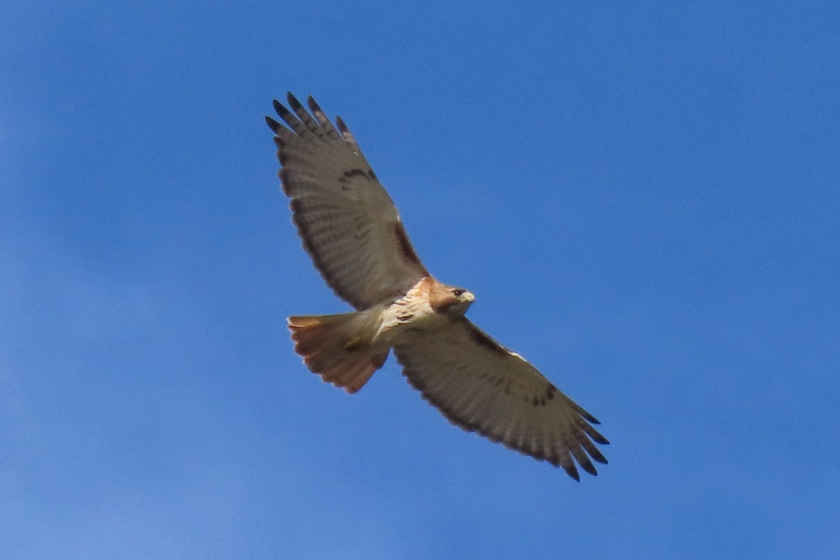 Red-tailed Hawk - ML619233506