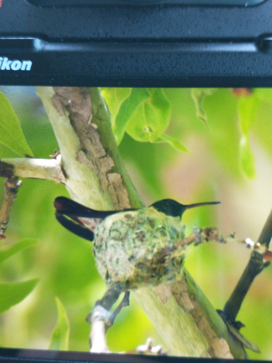 Berylline Hummingbird - ML619233509