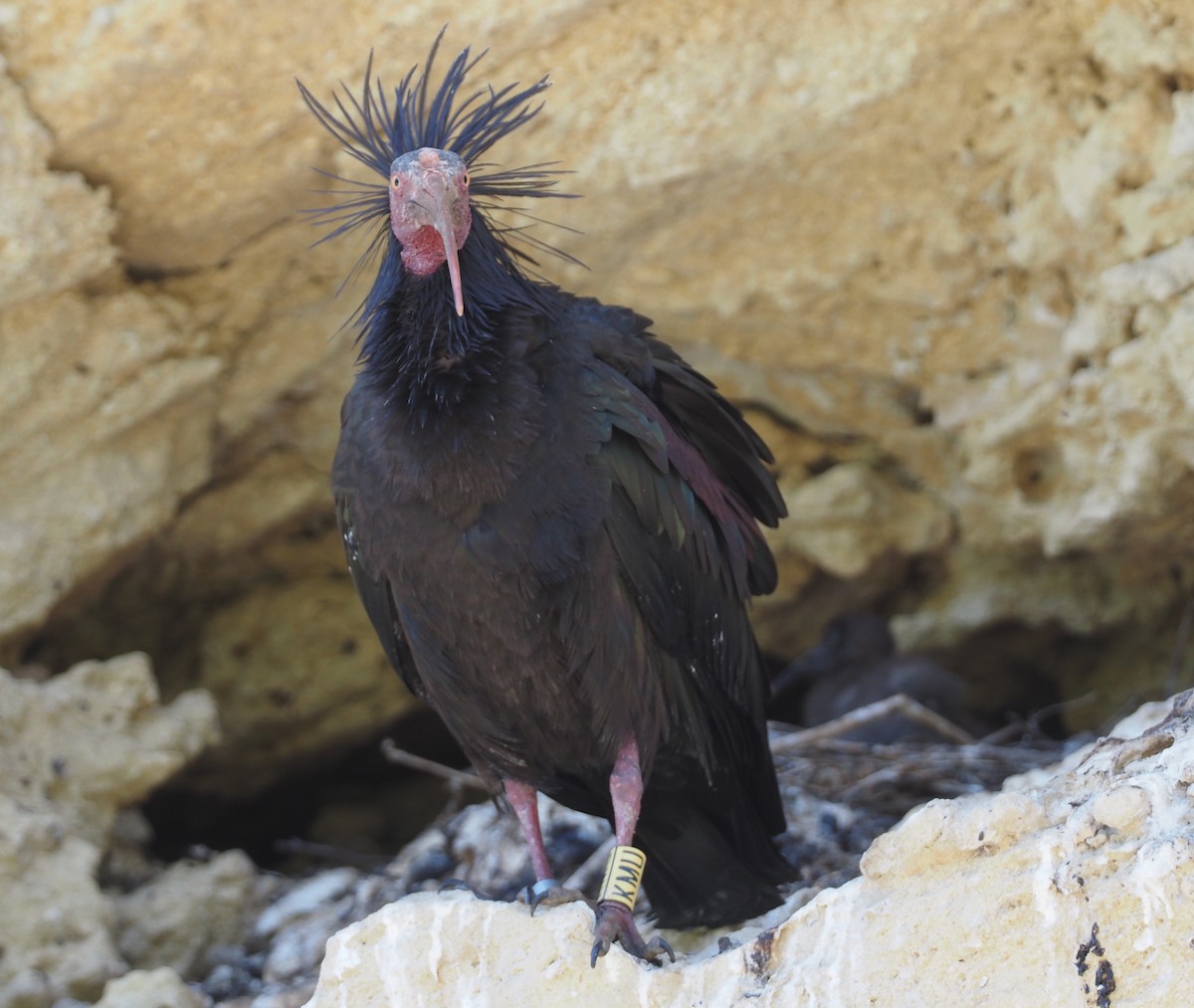 skallet ibis - ML619233522