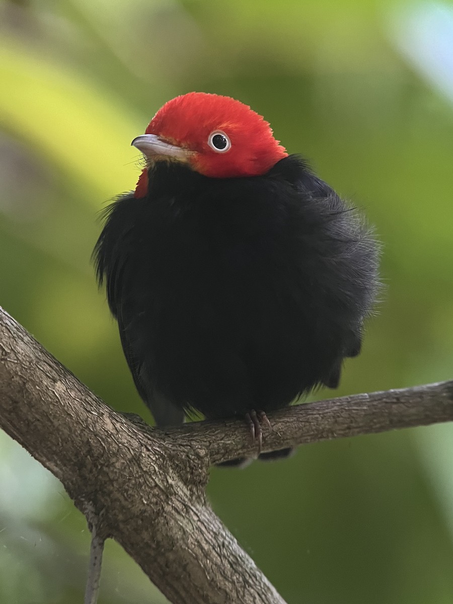 Red-capped Manakin - ML619233534