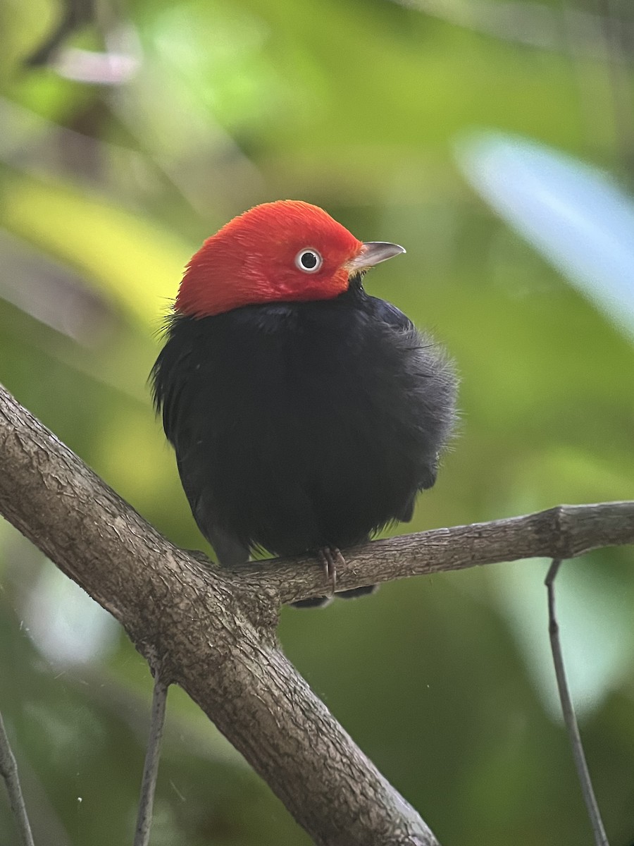 Red-capped Manakin - ML619233535