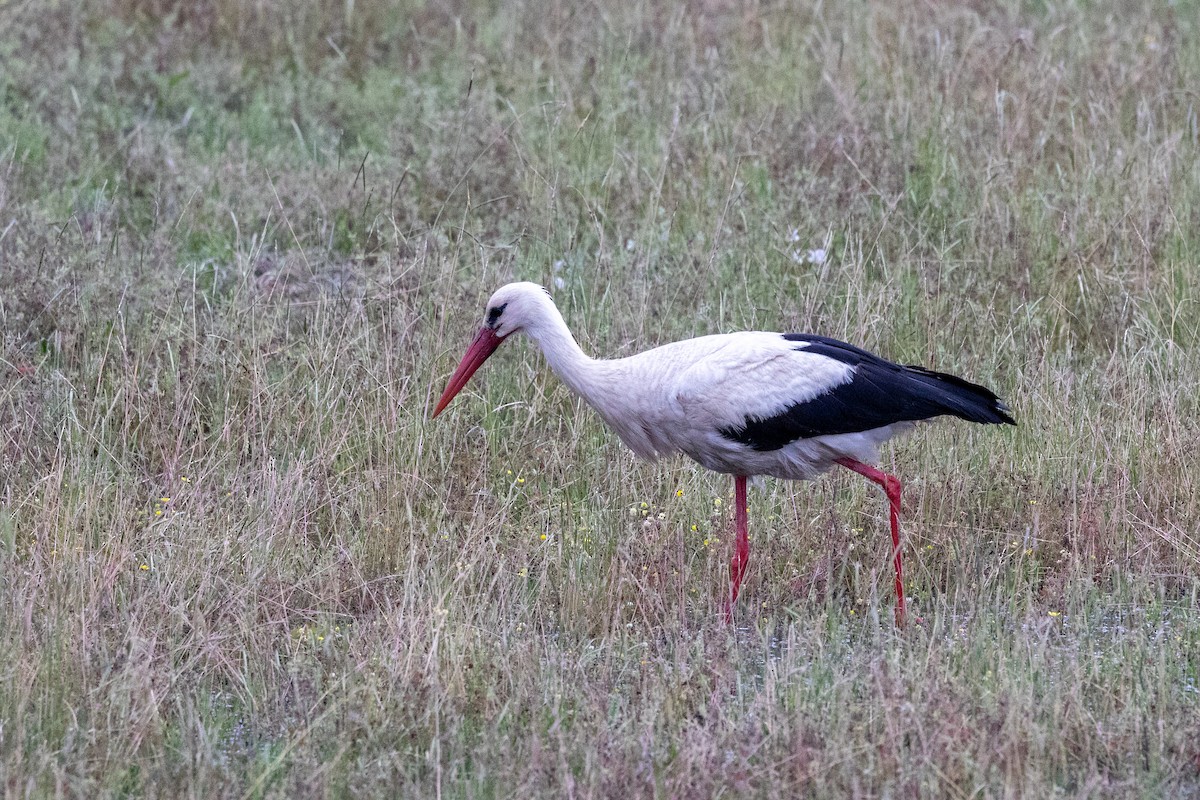 White Stork - ML619233542
