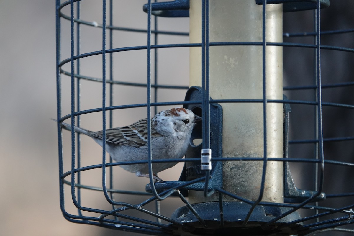 Chipping Sparrow - ML619233615