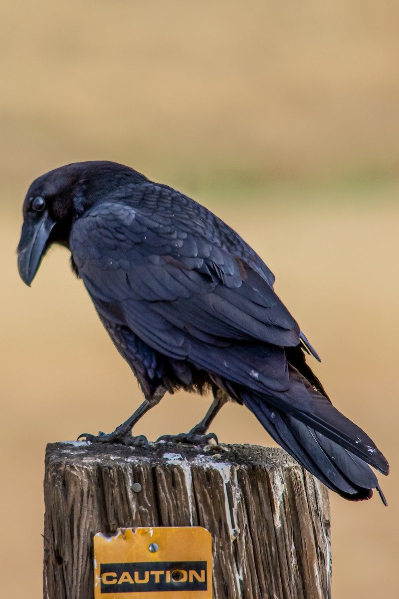 Common Raven - ML619233636