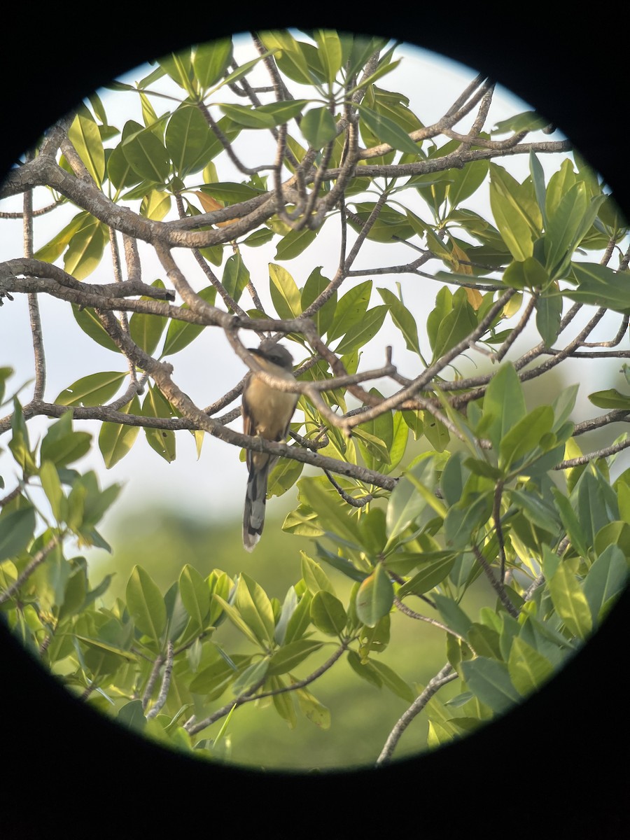 Mangrove Cuckoo - ML619233698