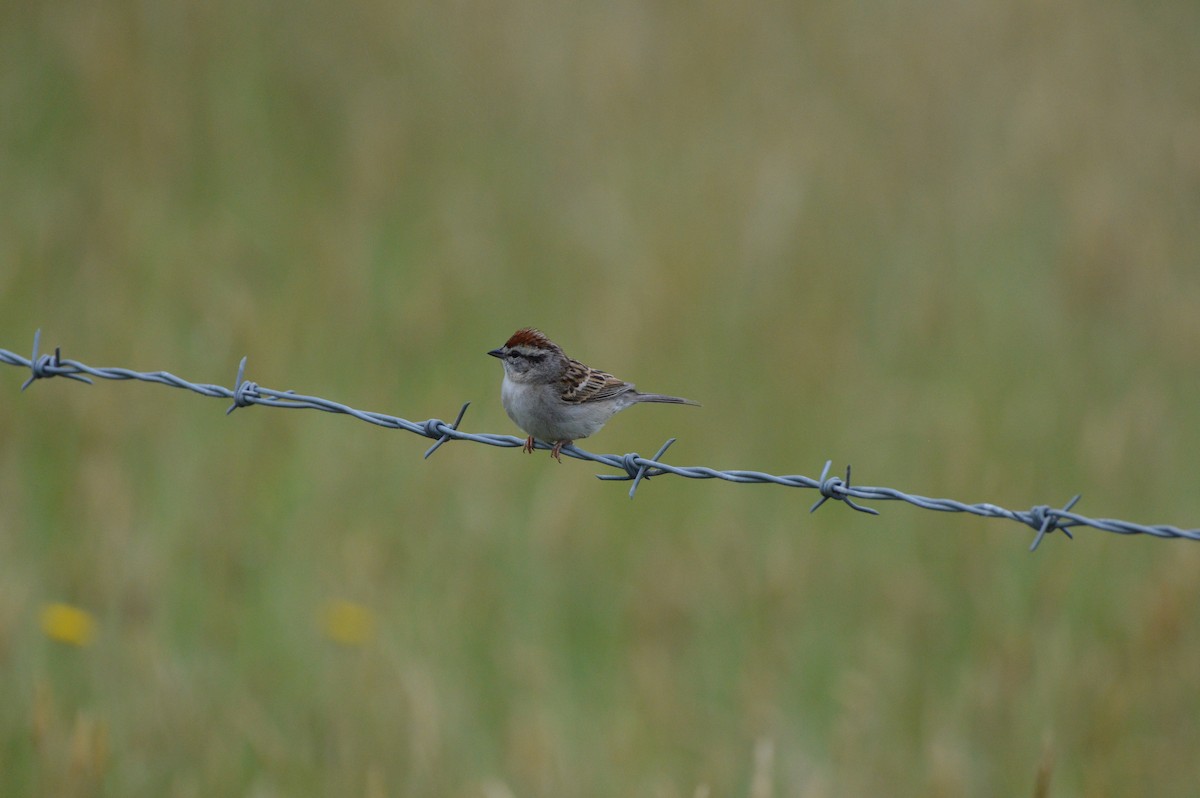 Chipping Sparrow - ML619233712