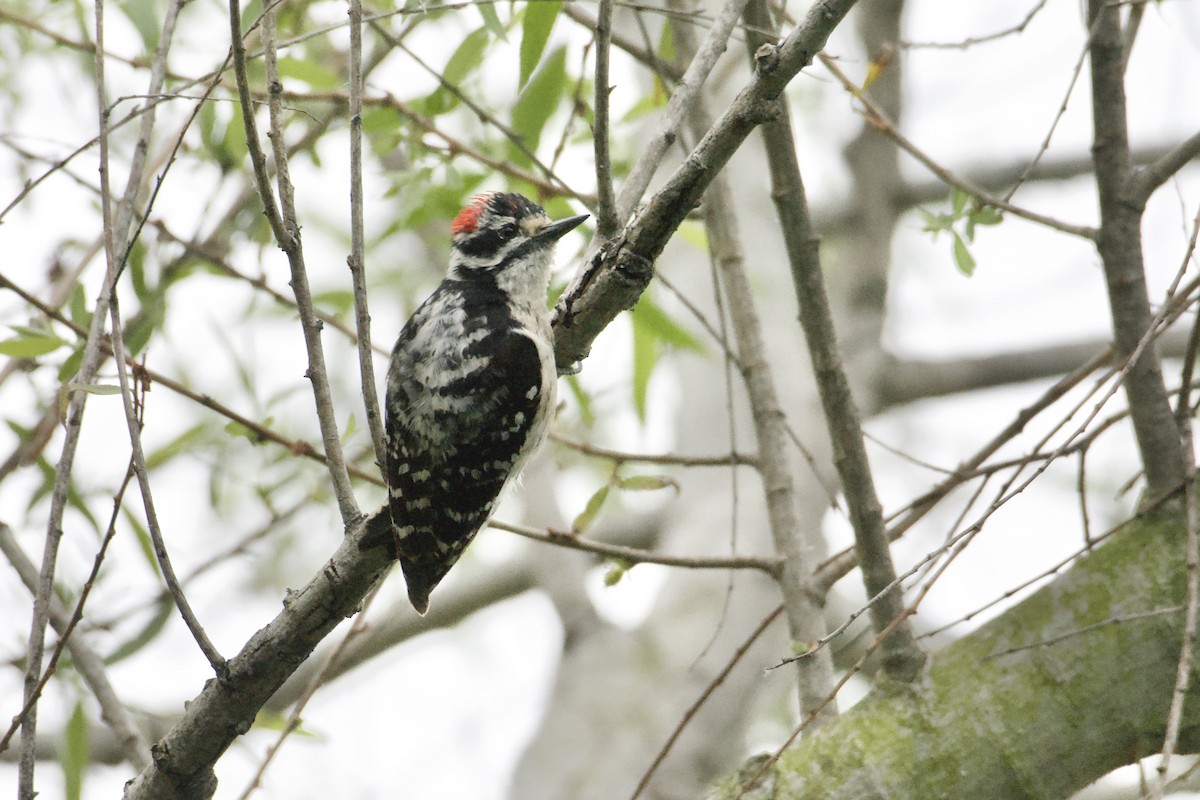 Downy x Nuttall's Woodpecker (hybrid) - ML619233774