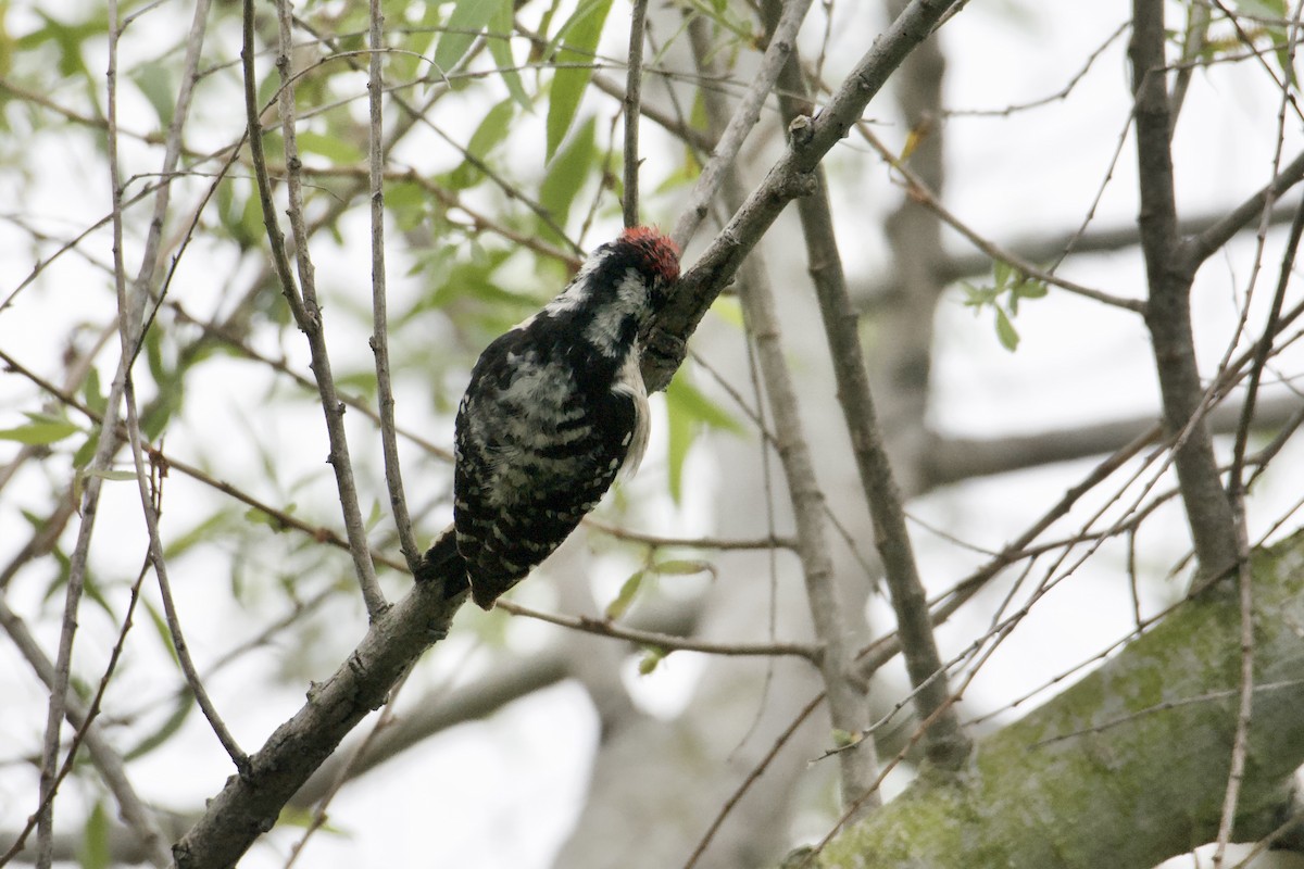 Downy x Nuttall's Woodpecker (hybrid) - ML619233775