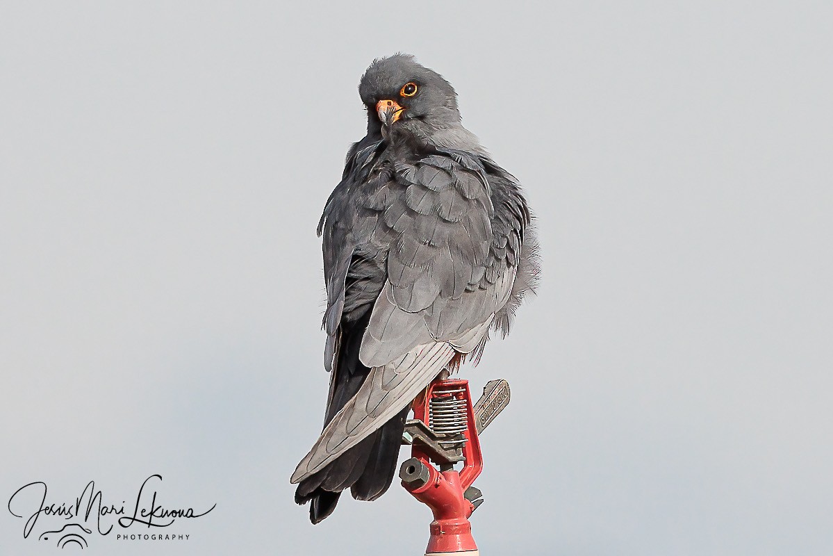 Red-footed Falcon - ML619233781