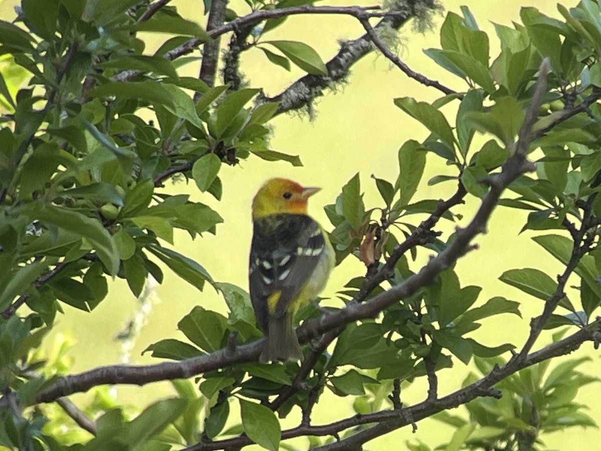 Western Tanager - ML619233789