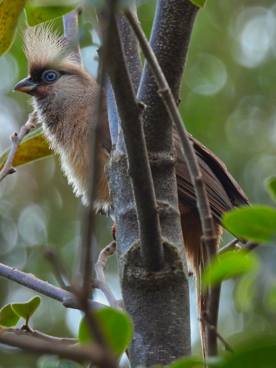 Speckled Mousebird - ML619233794