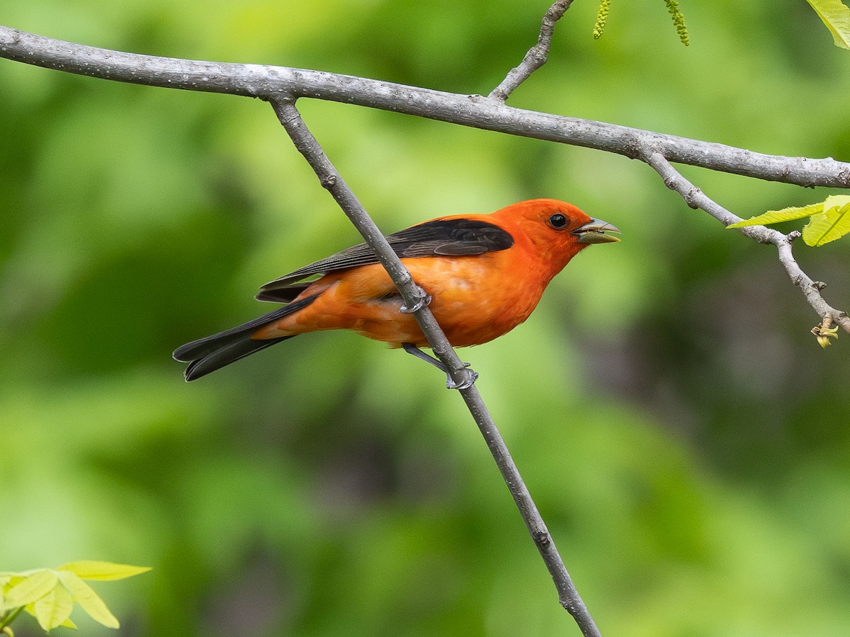 Scarlet Tanager - ML619233836