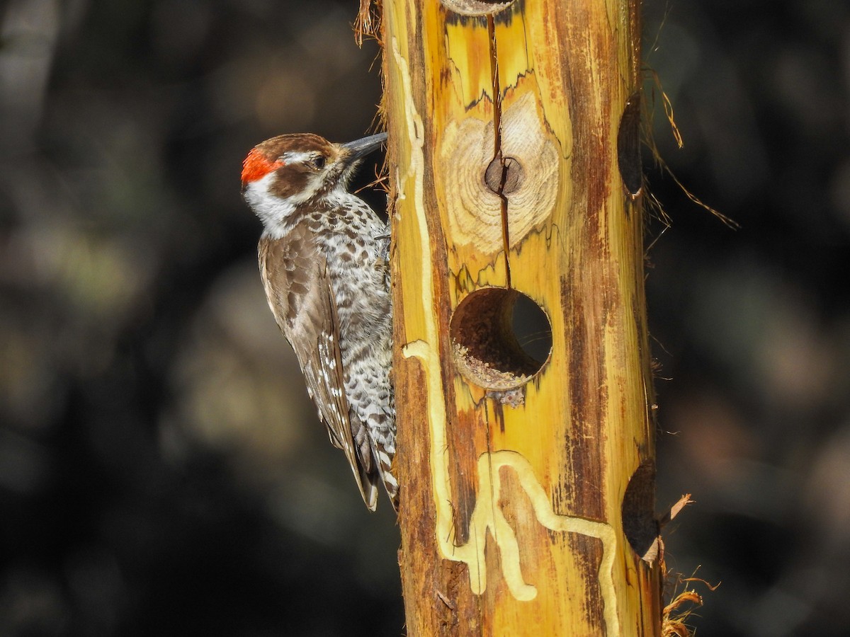 Arizona Woodpecker - ML619233852