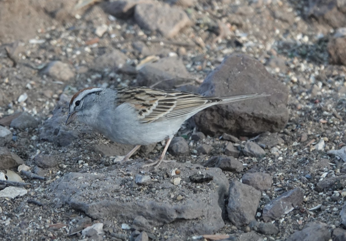 Chipping Sparrow - ML619233869