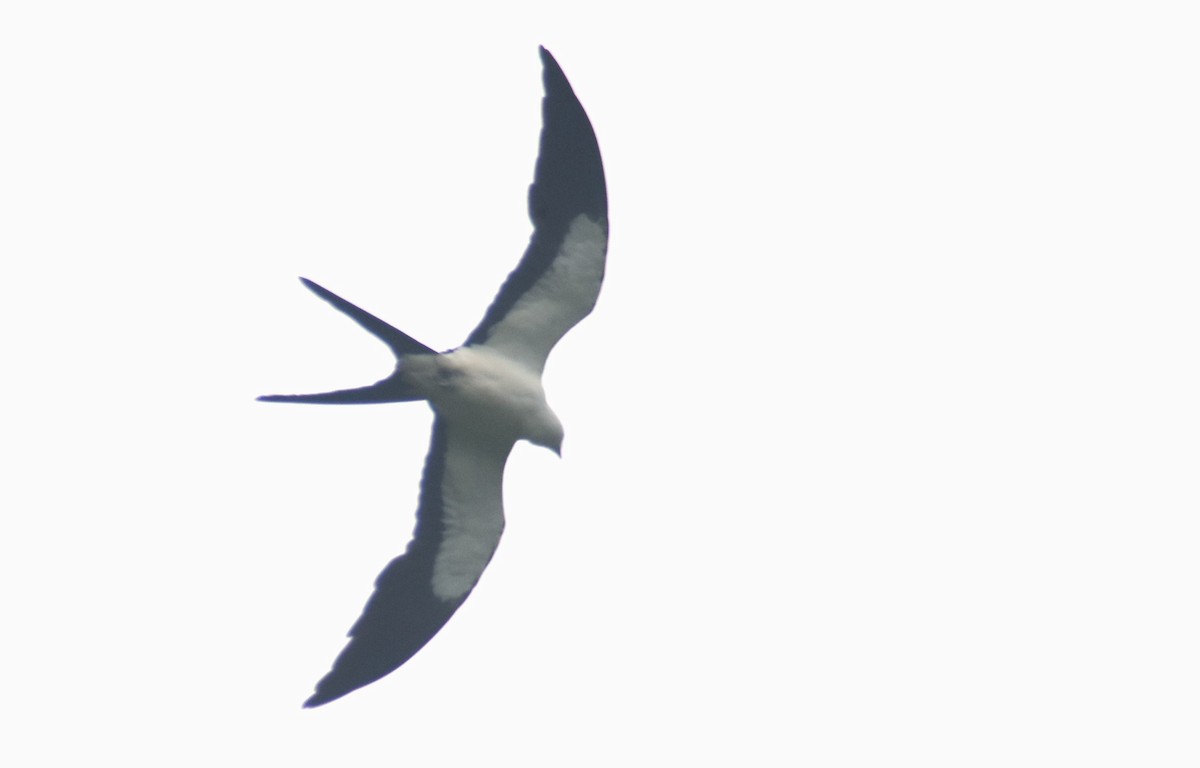 Swallow-tailed Kite - ML619233904