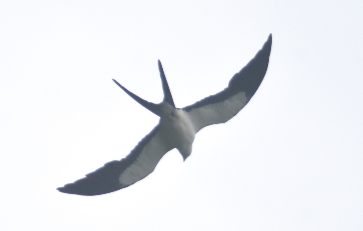 Swallow-tailed Kite - ML619233905